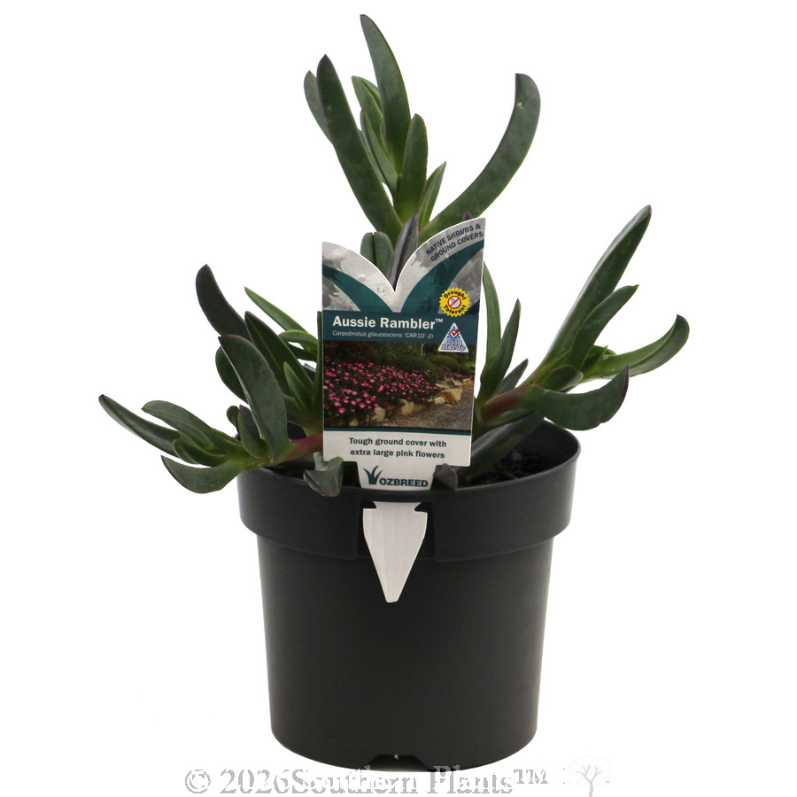 Carpobrotus Aussie Rambler