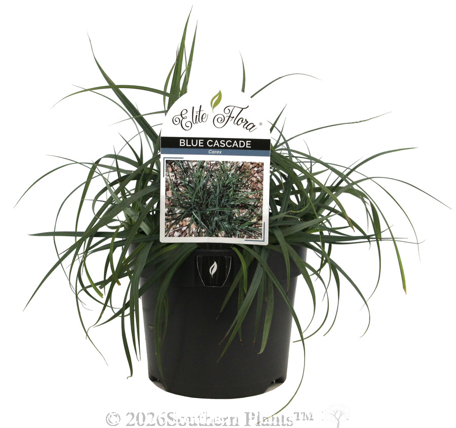 Carex Blue Cascade