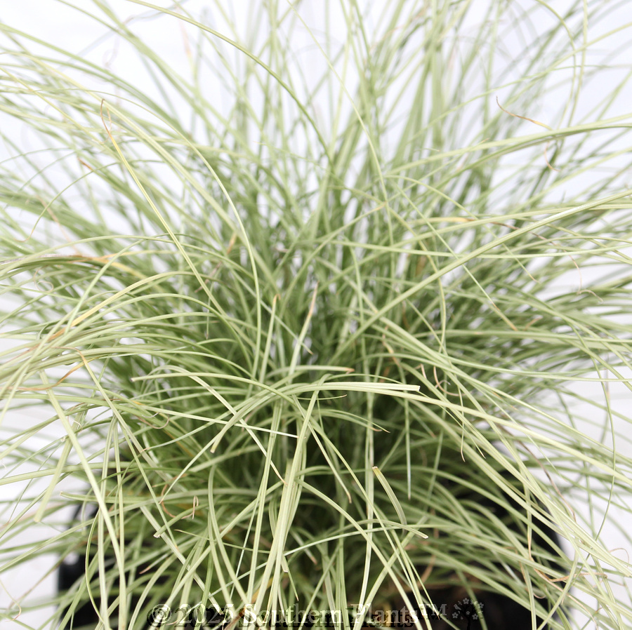 Carex Frosted Curls