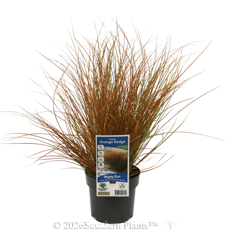 Orange Sedge