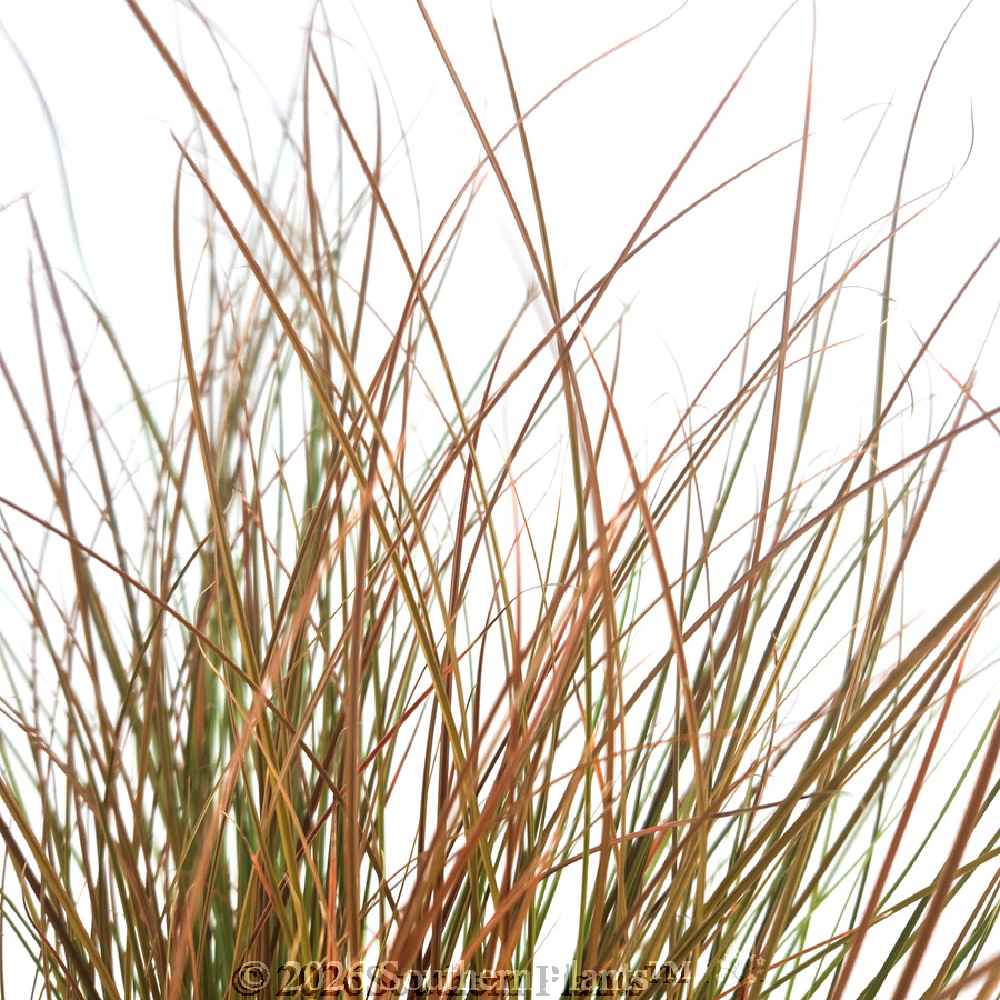 Orange Sedge