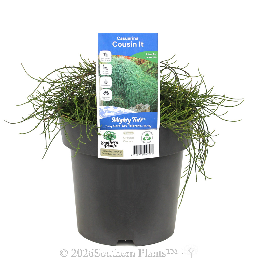 Casuarina Cousin It