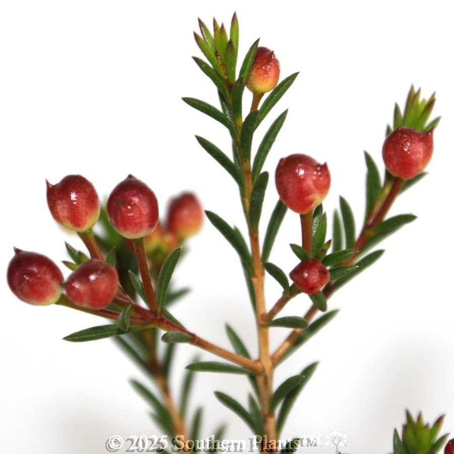 Ruby's Delight Wax Flower