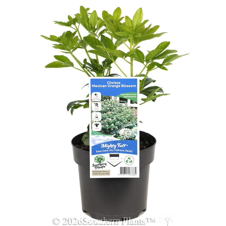 Mexican orange blossom