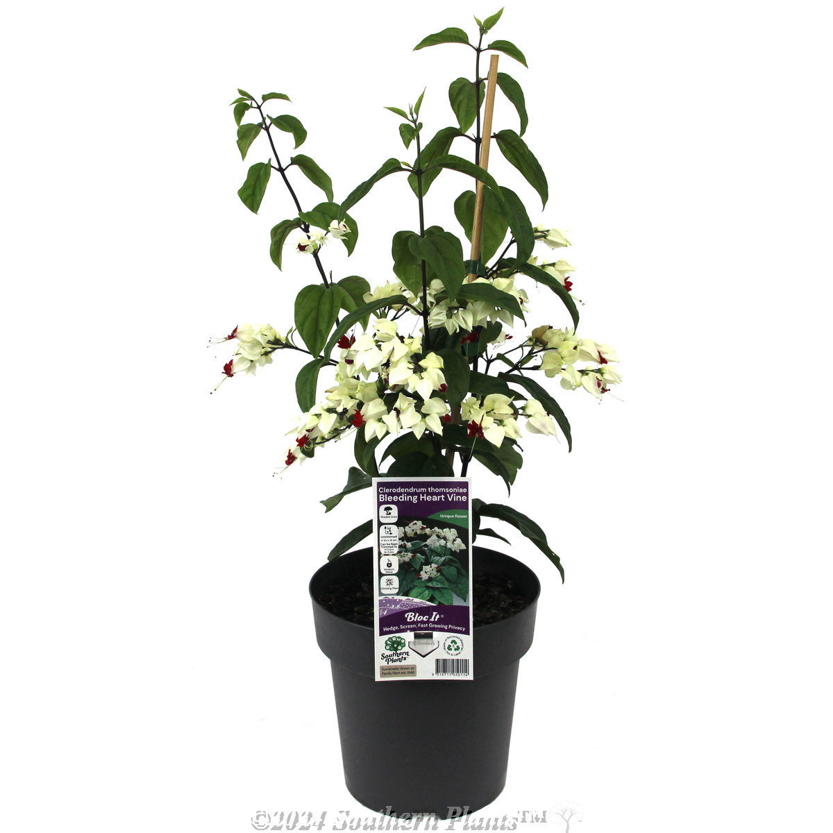 Bleeding Heart Vine