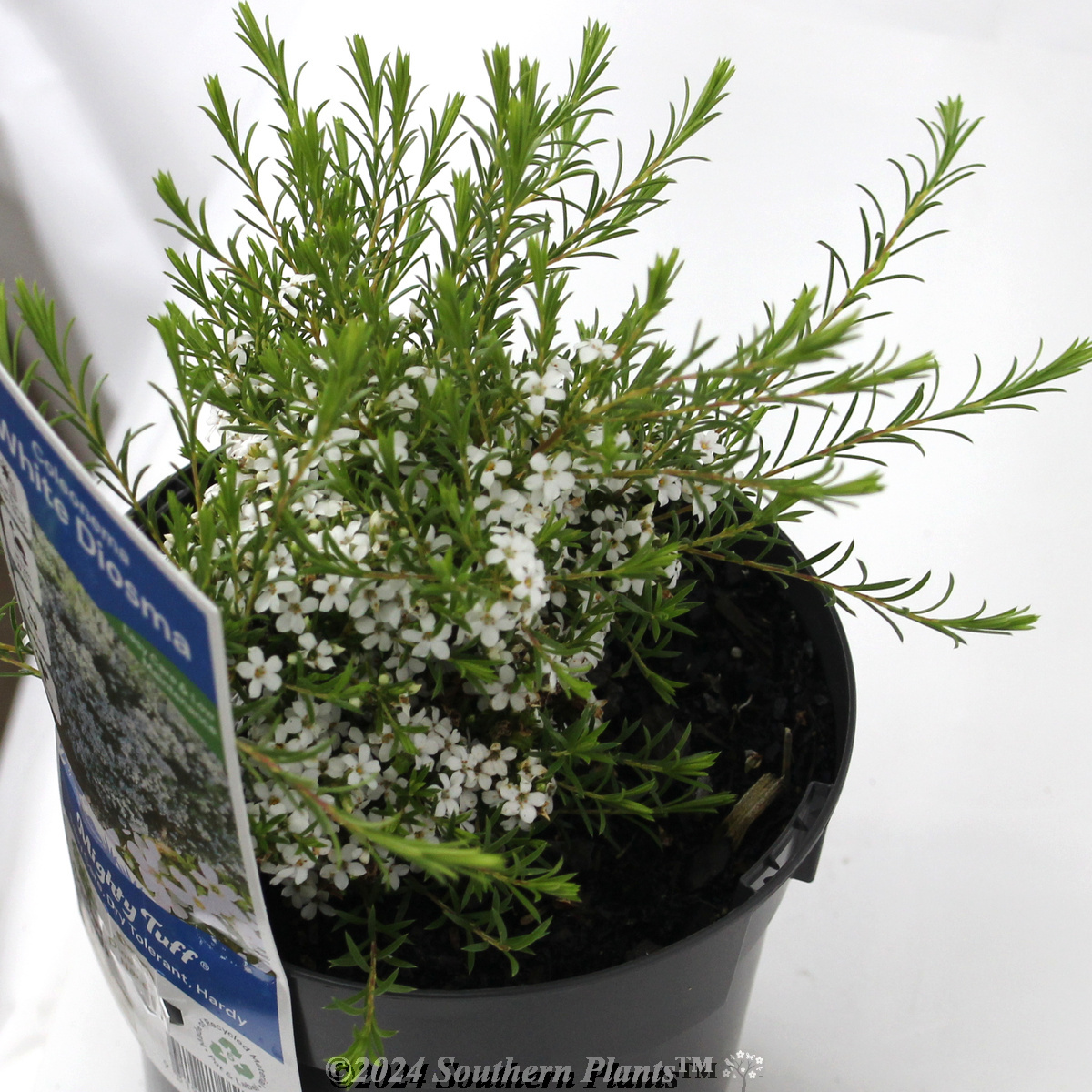 Confetti bush