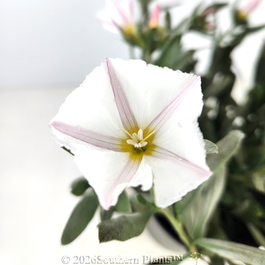 Silverbush
