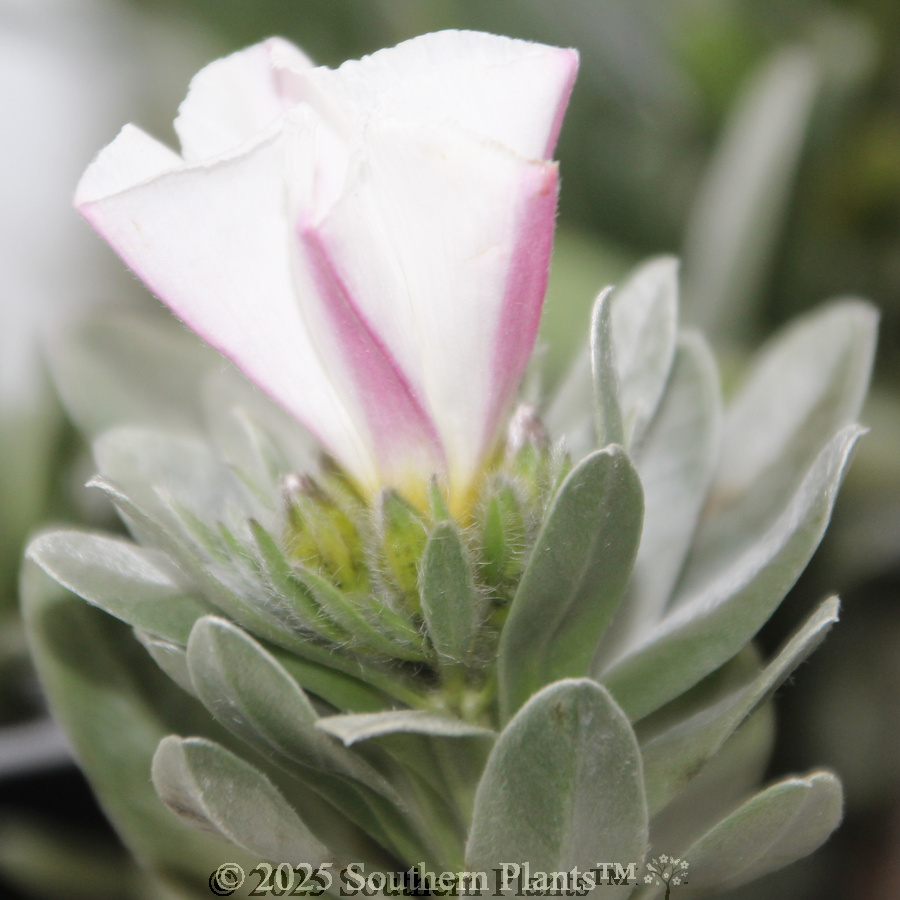 Silverbush