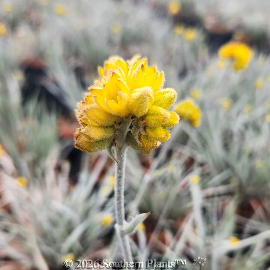 Grey Cottonhead