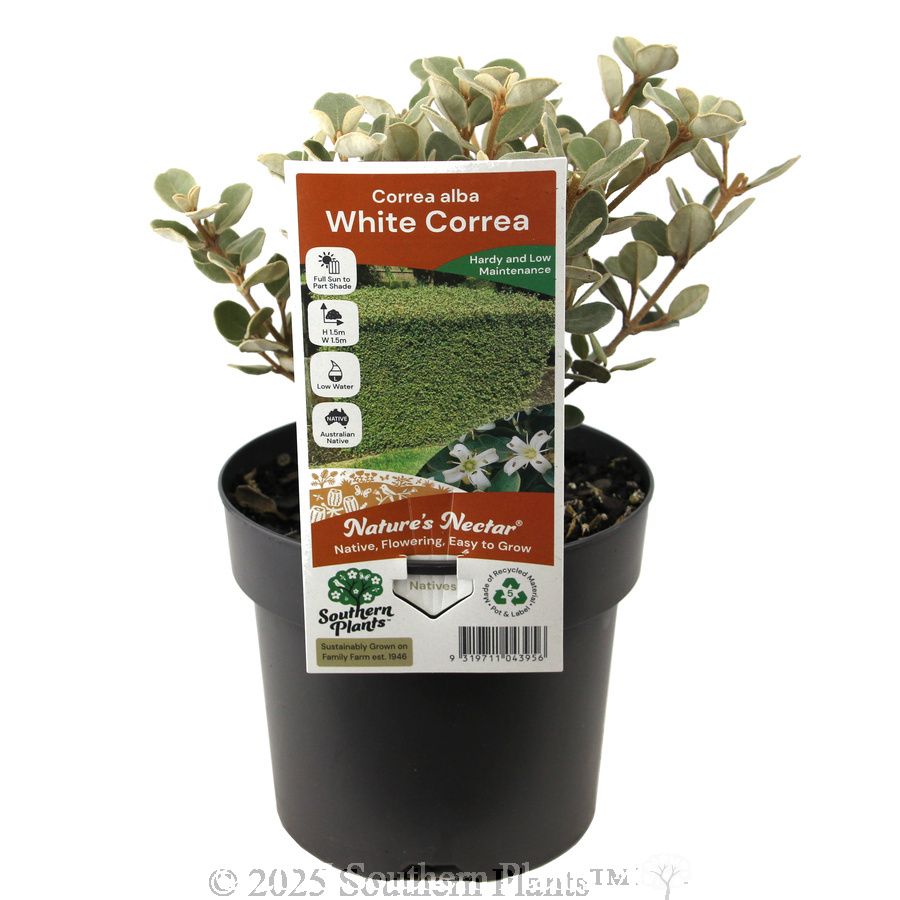 White Correa
