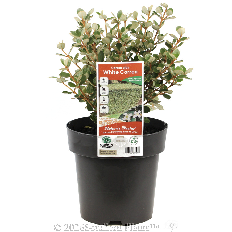 White Correa