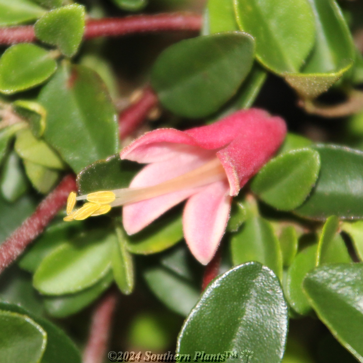 Correa Dusky Bells