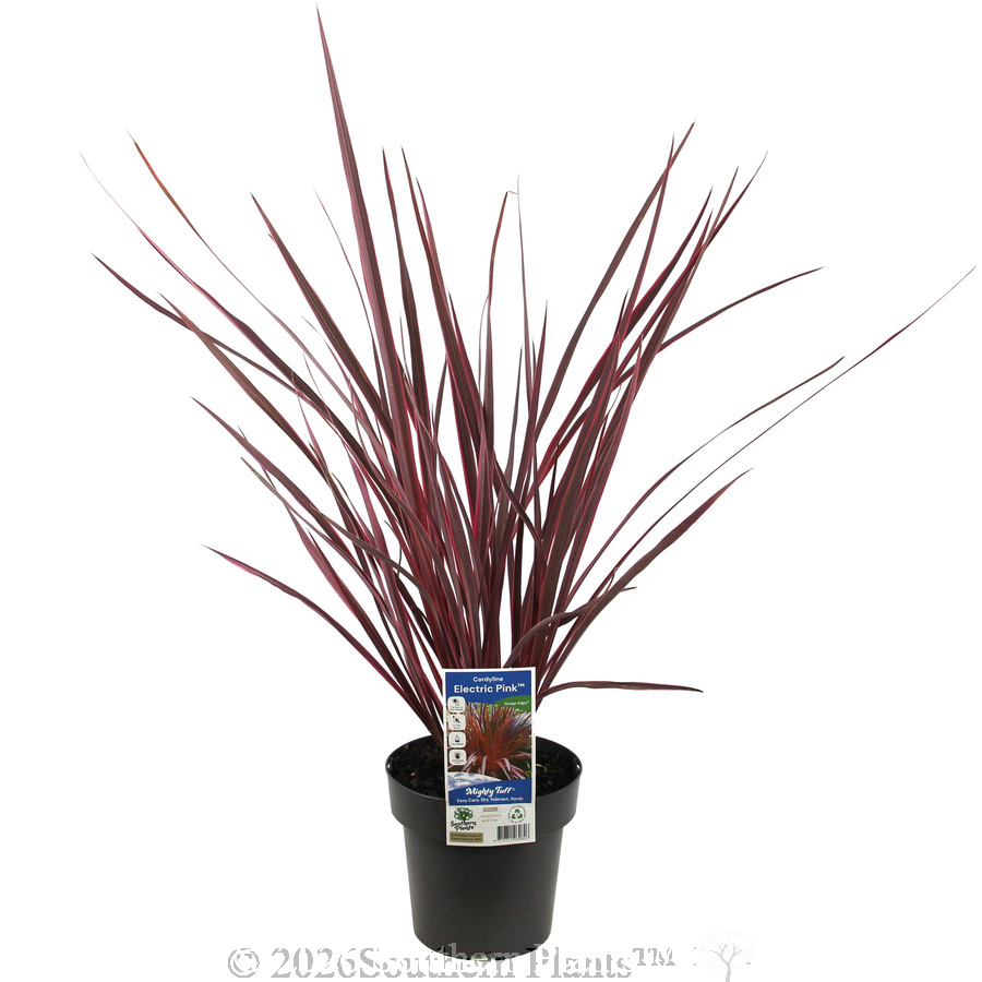 Cordyline Electric Pink