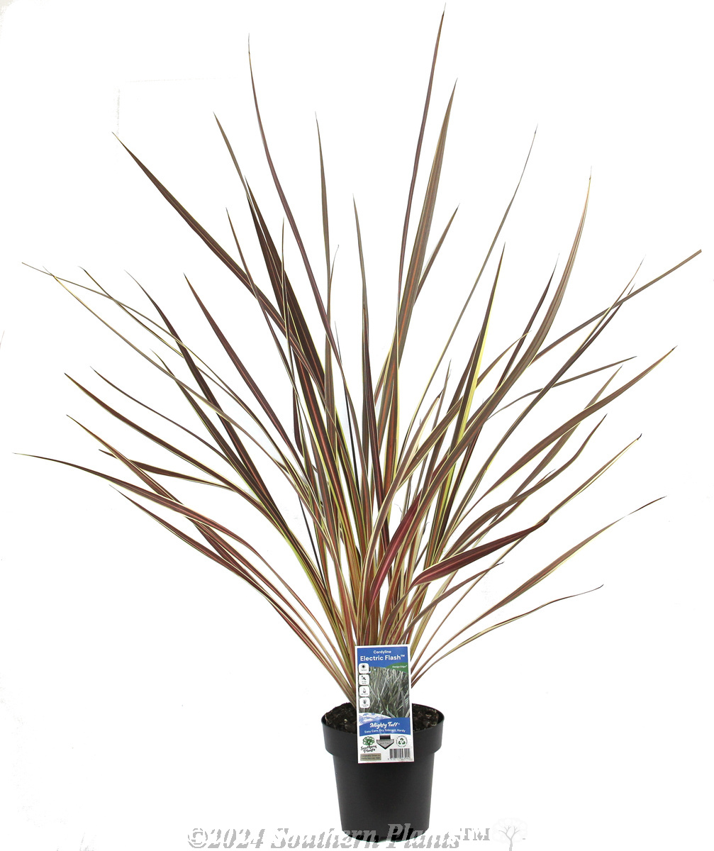 Cordyline Electric Star™