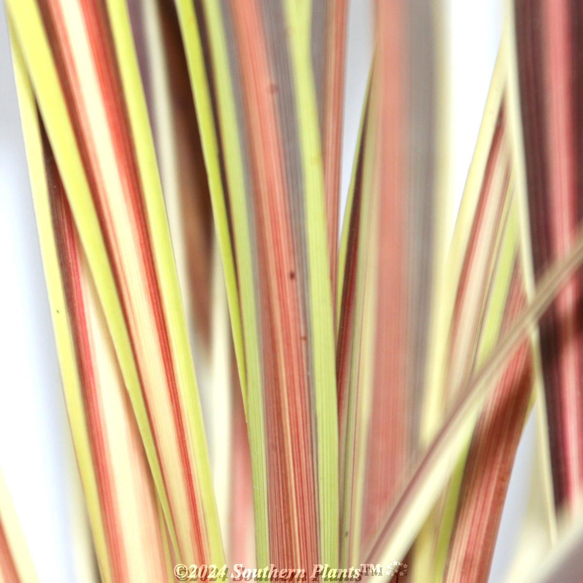Cordyline Electric Star™
