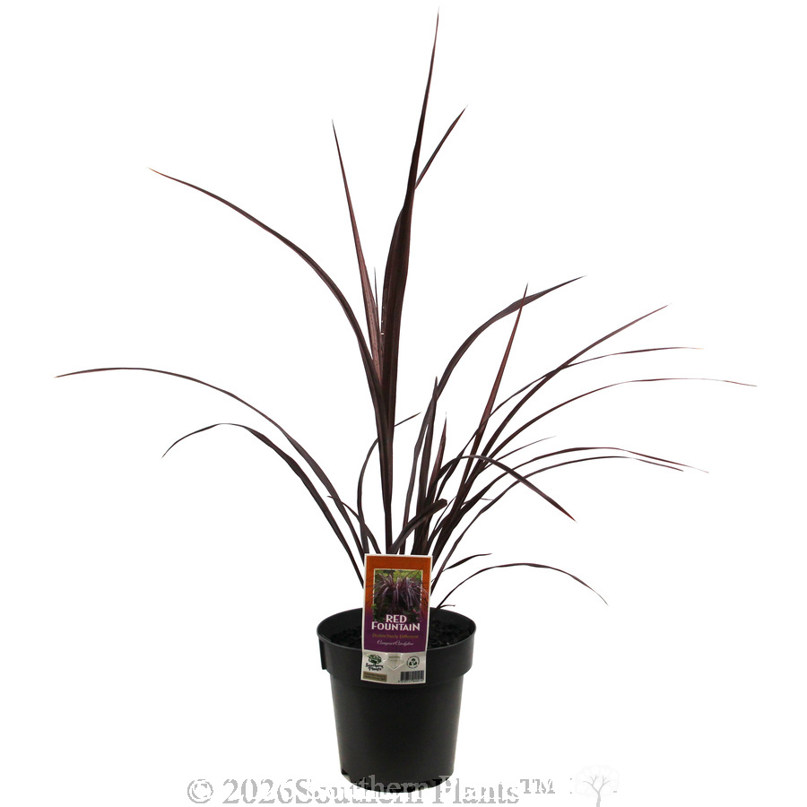 Cordyline Red Fountain
