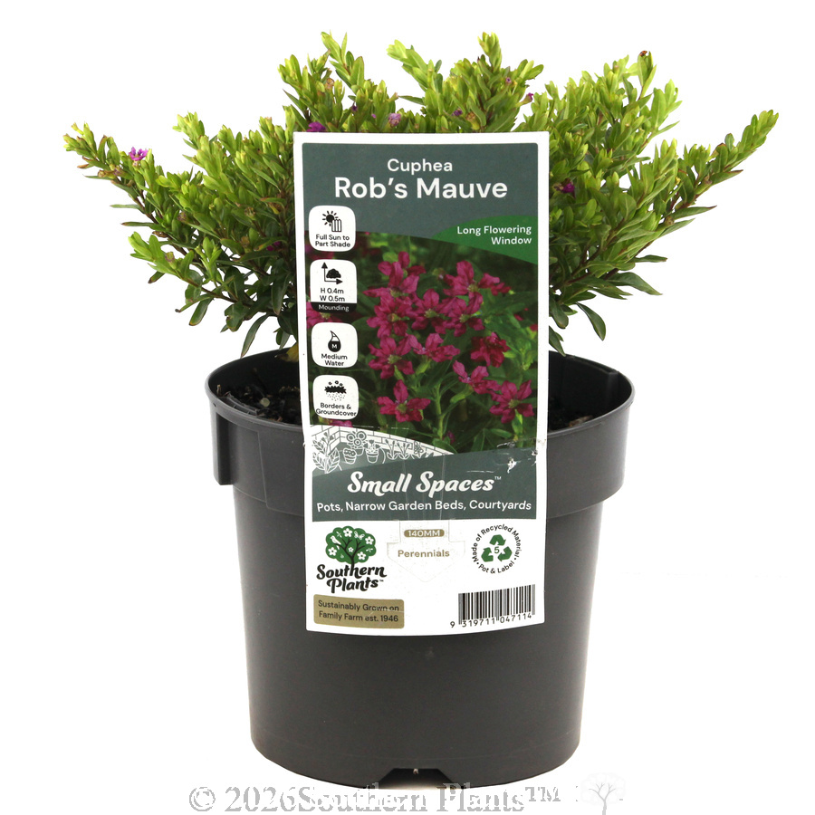 Rob's Mauve False Heather