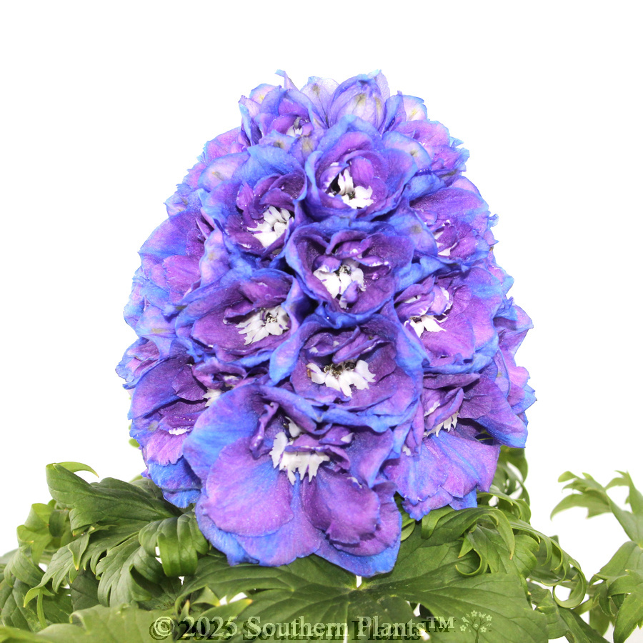 Delphinium Guardian Blue