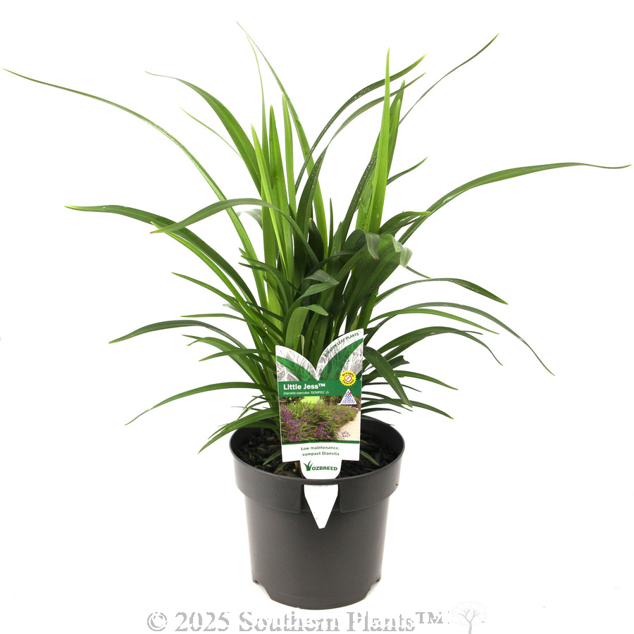 Dianella Little Jess™