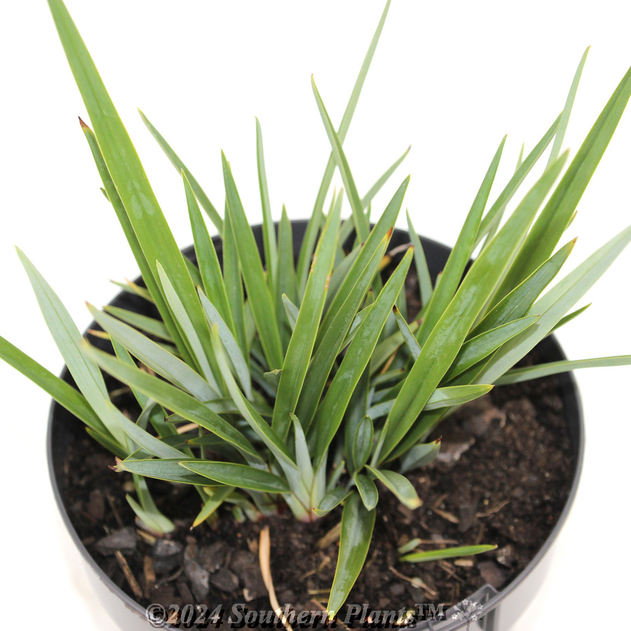 Dianella Little Rev™