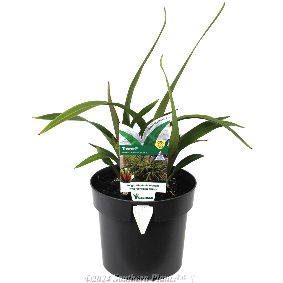 Tasred® Dianella