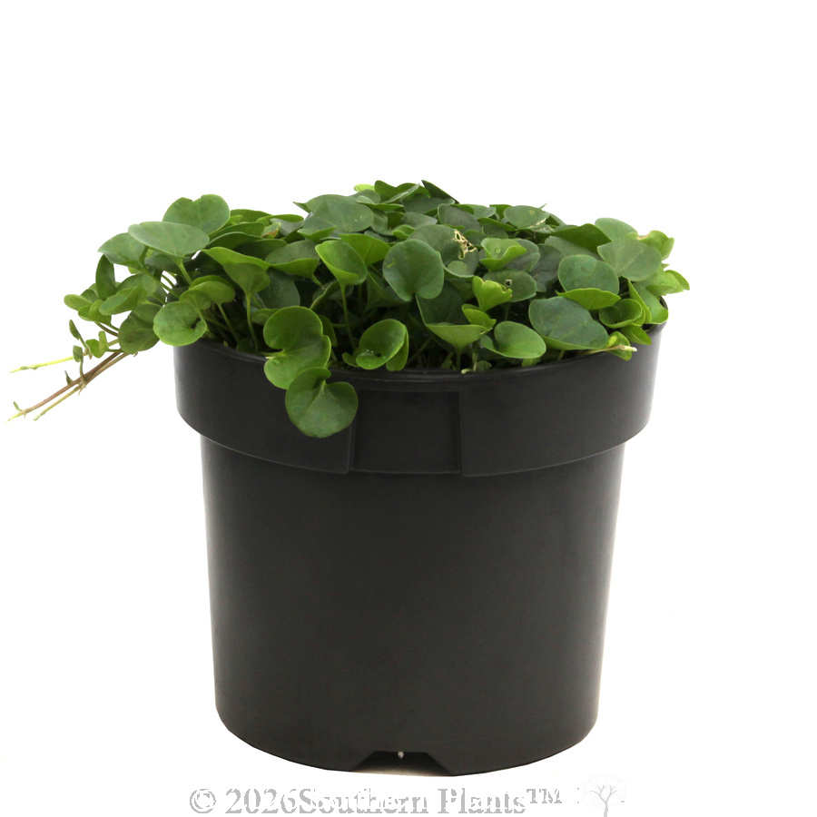 Dichondra Emerald Falls