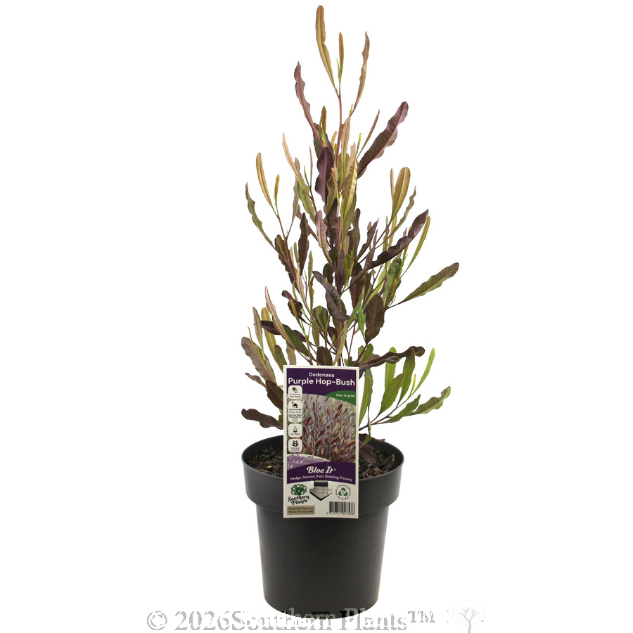 Purple Hop-Bush