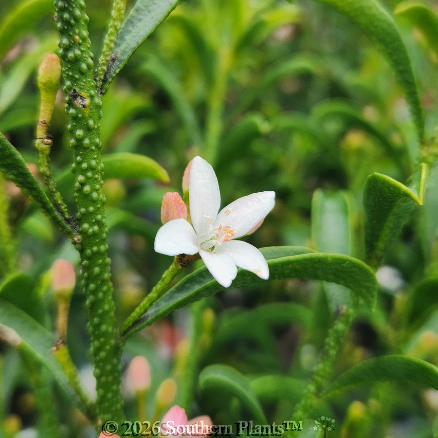 Short leaf Wax Flower
