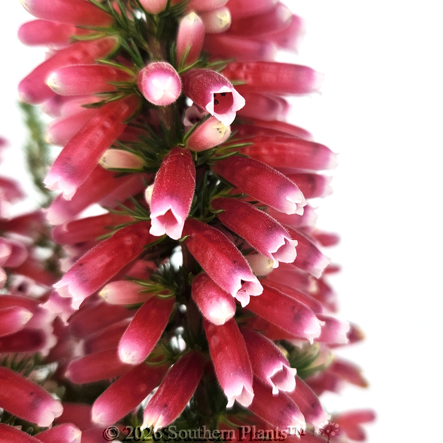 Ruby Pearl Heath