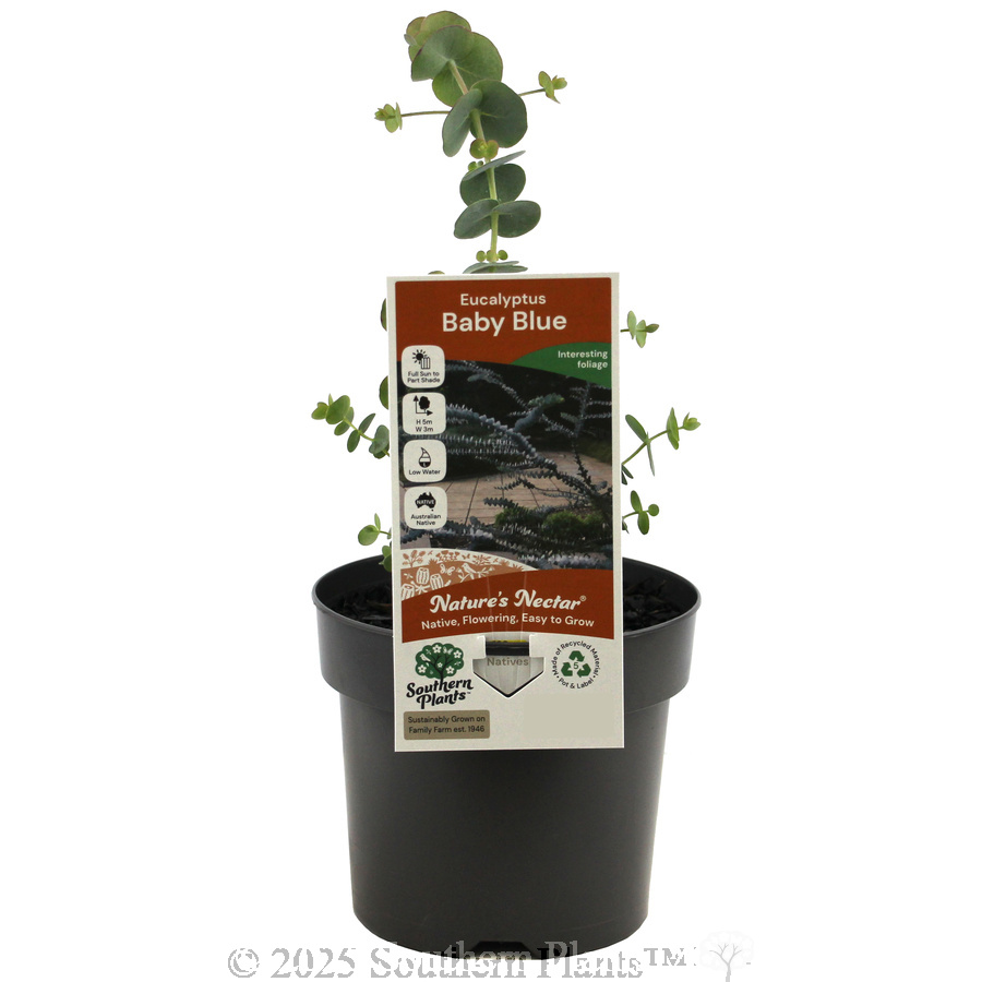 Baby Blue Eucalyptus