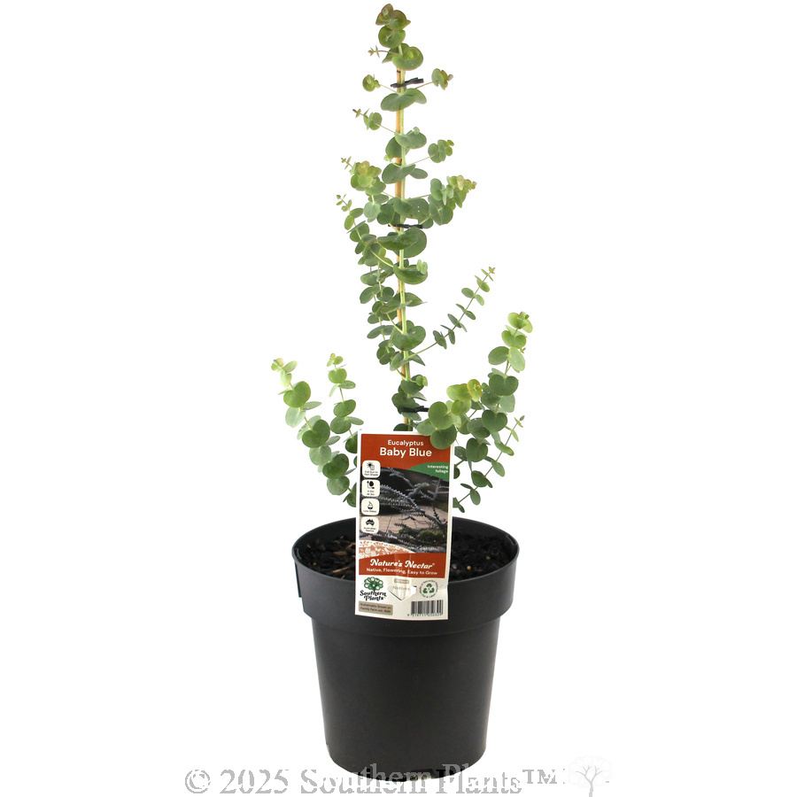 Baby Blue Eucalyptus