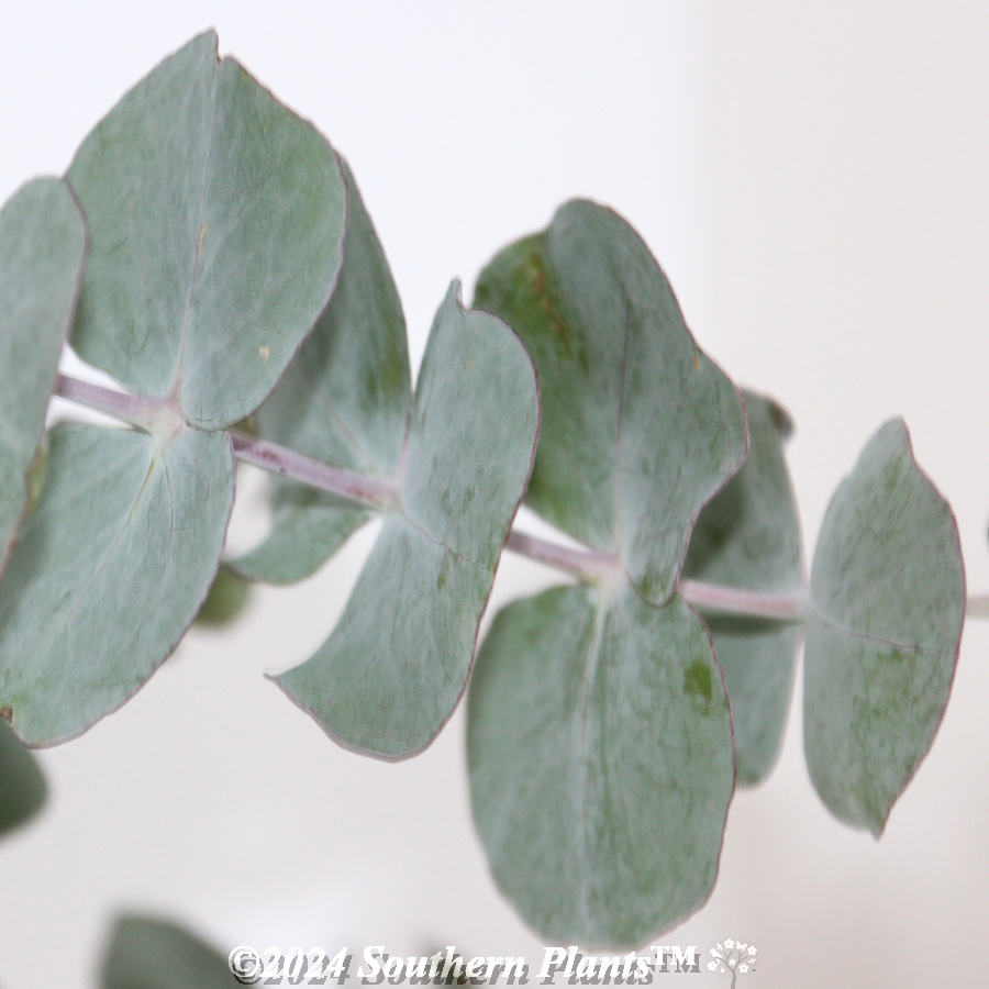 Silver Dollar Gum