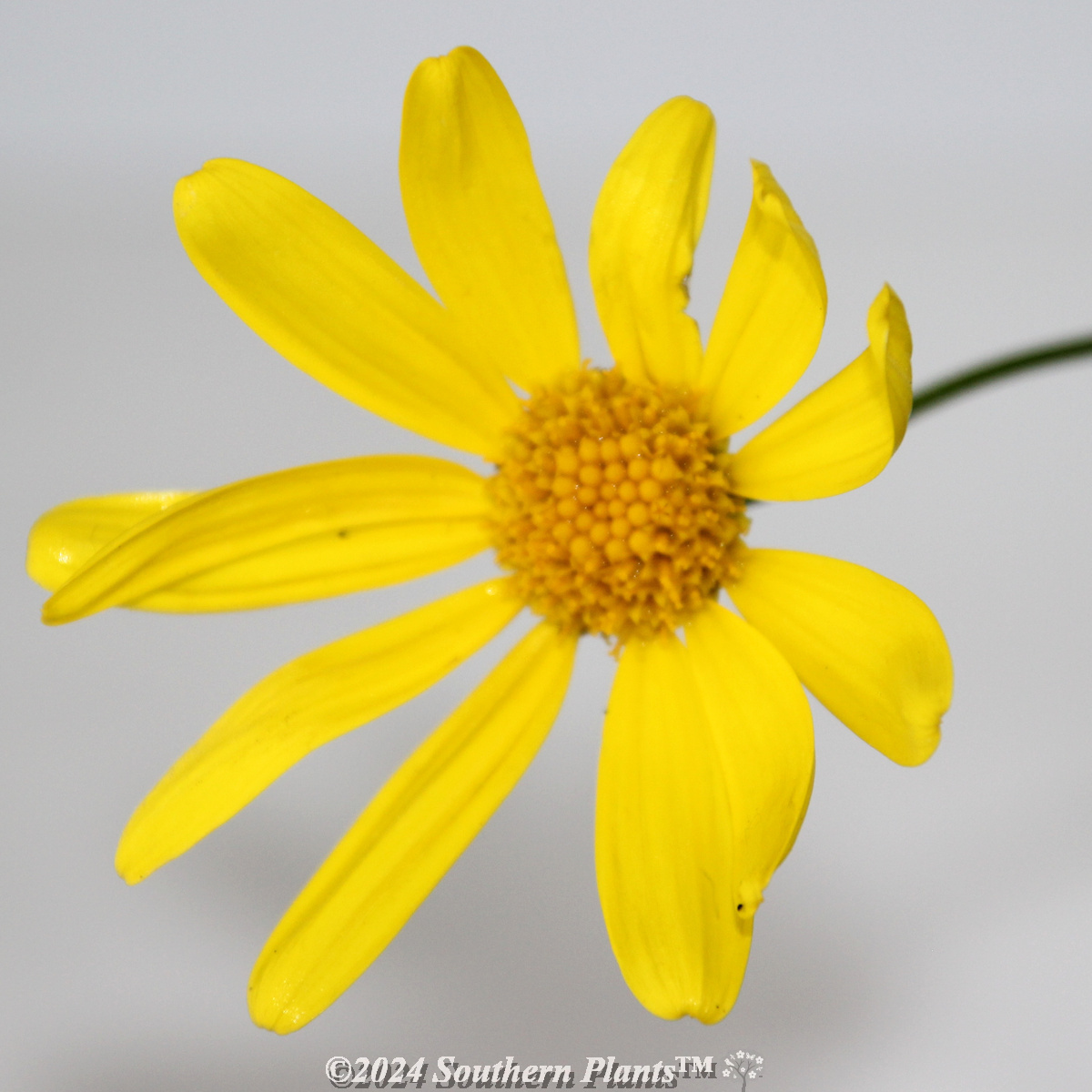Yellow Marguerite Daisy