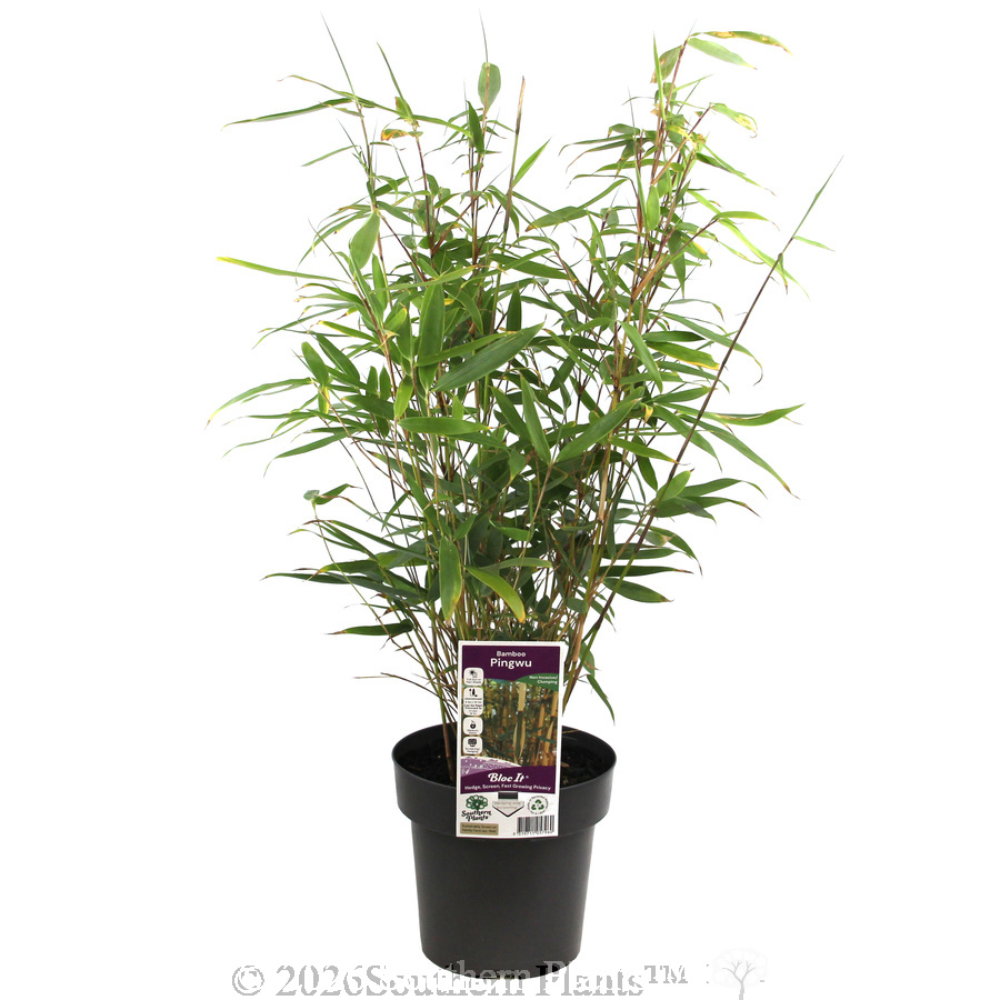 Pingwu Bamboo