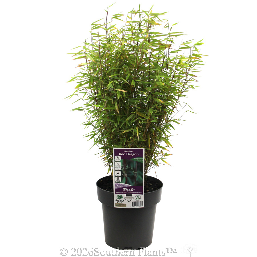 Red Dragon Bamboo