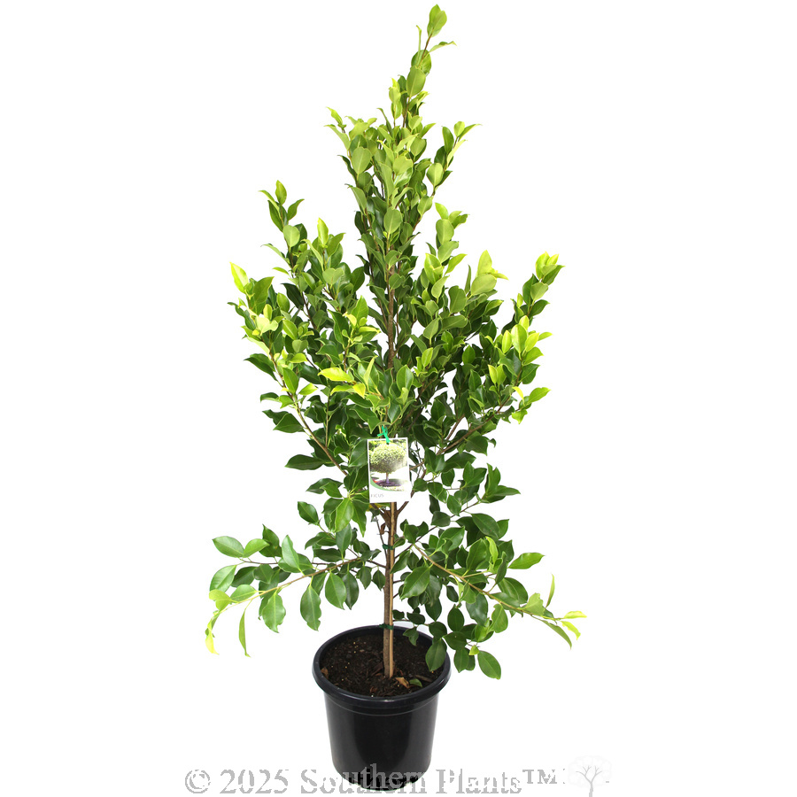 Hills Fig
