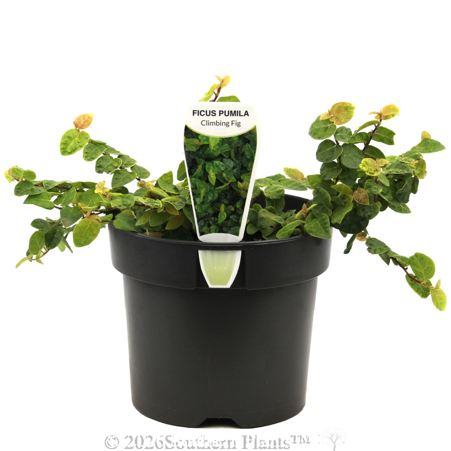 Creeping Fig