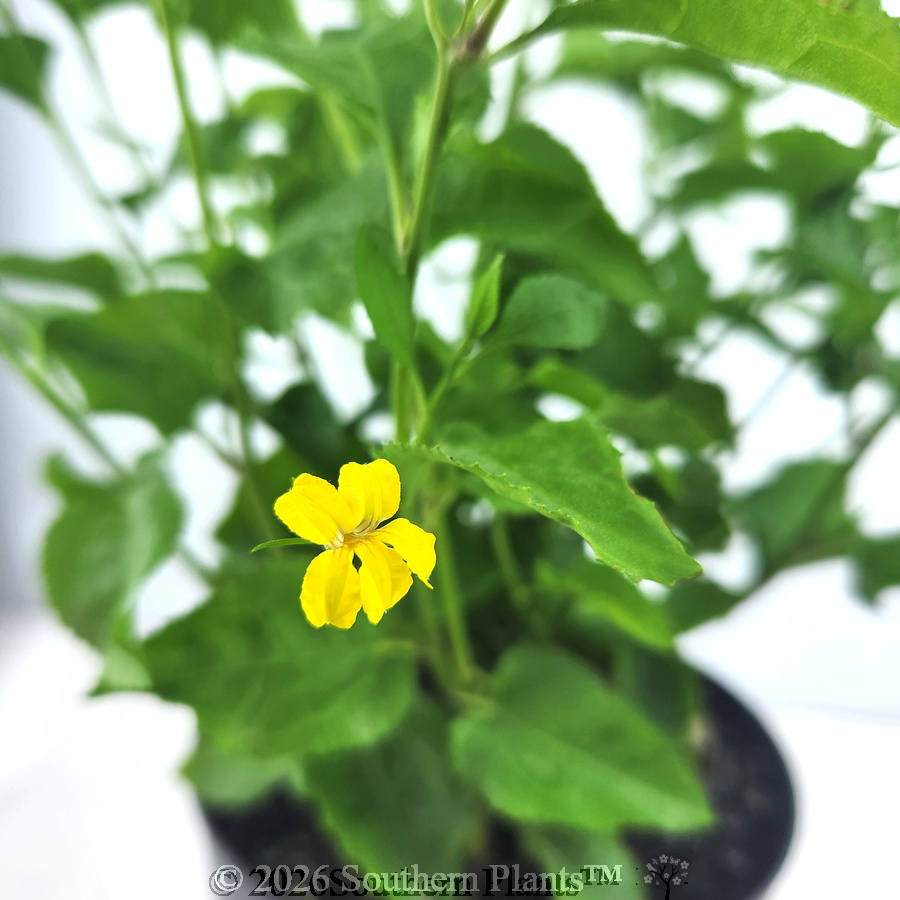 Goodenia Little Goodie