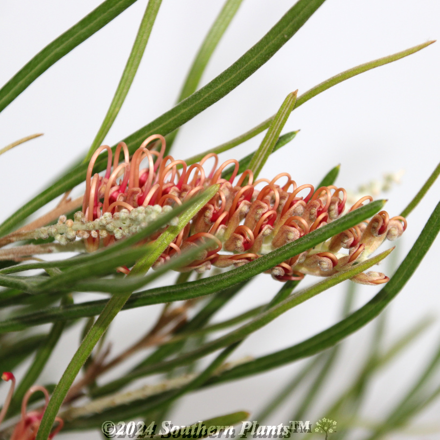 Grevillea Aphrodite's Dream