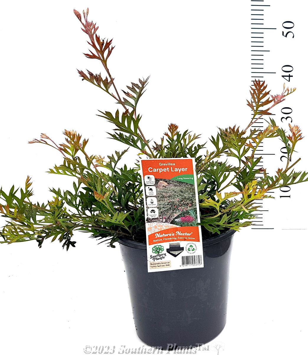 Grevillea Carpet Layer