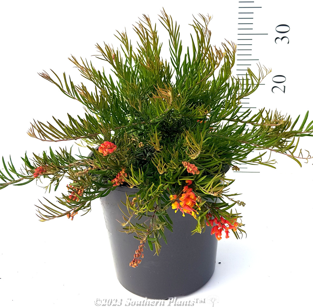 Grevillea Crackles