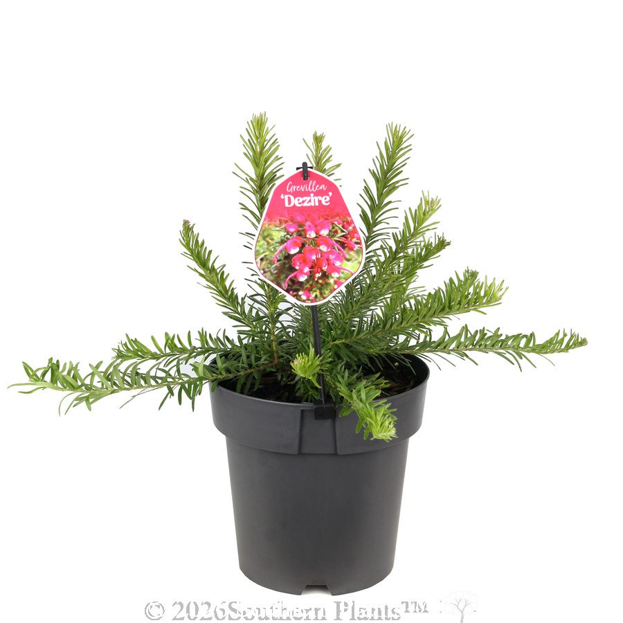 Grevillea Dezire