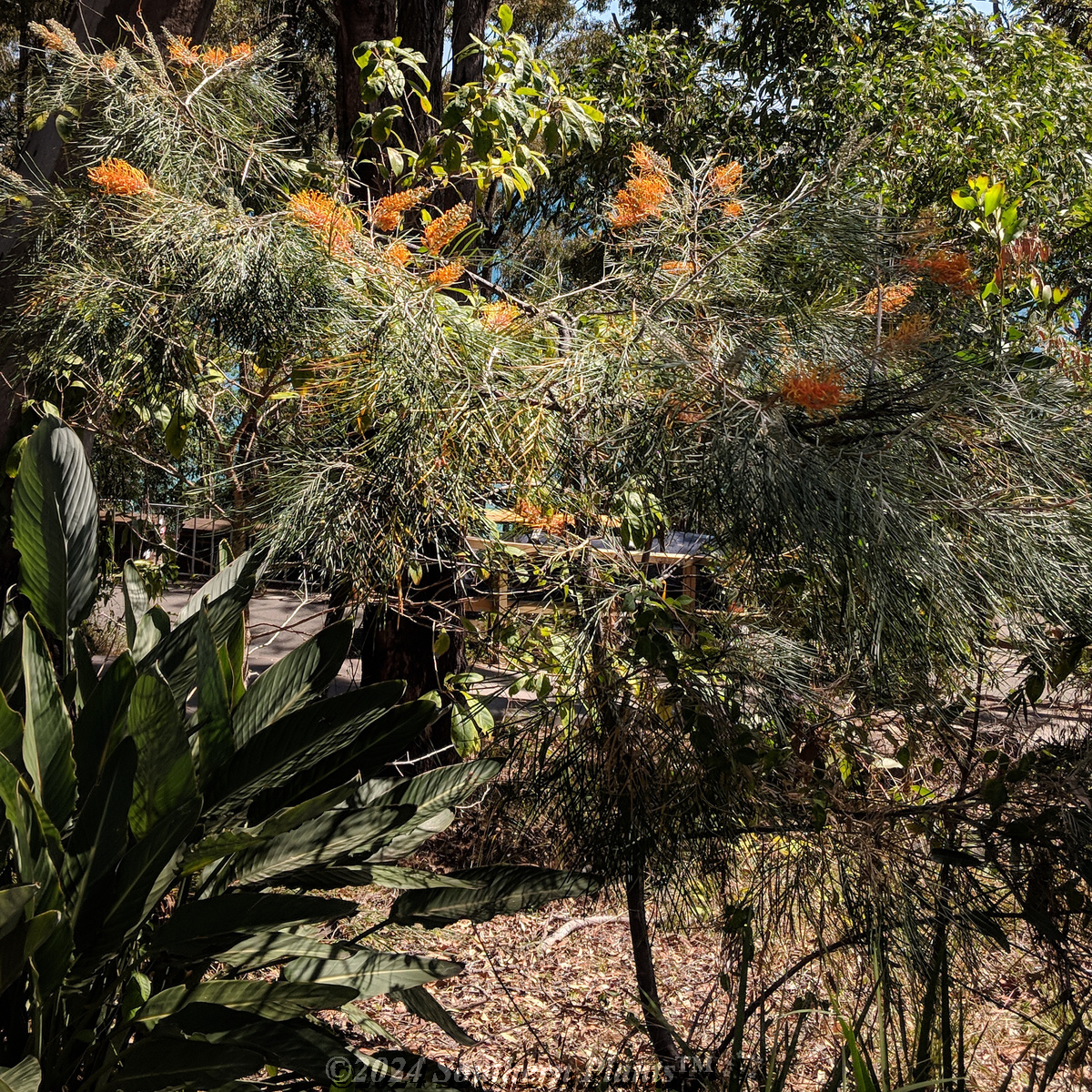 Grevillea Honey Gem