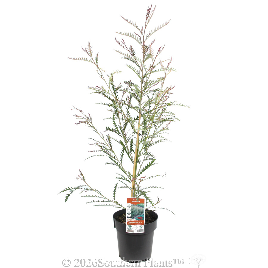 Grevillea Ivanhoe