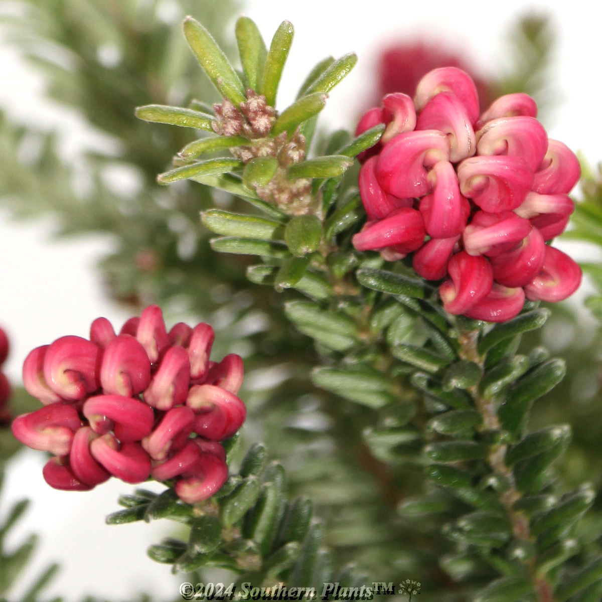 Mt Tamboritha Grevillea