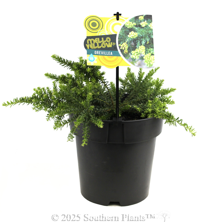 Grevillea Mello Yellow