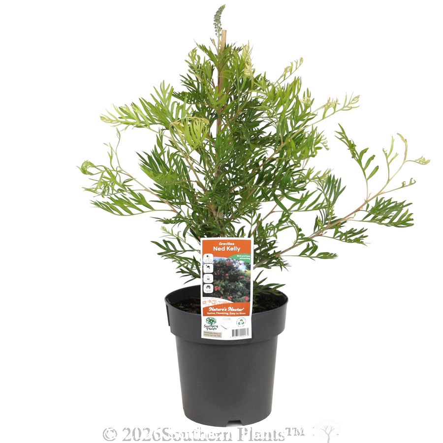 Grevillea Ned Kelly
