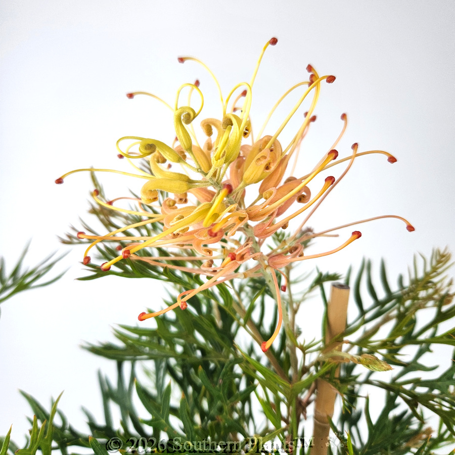 Grevillea Peaches and Cream
