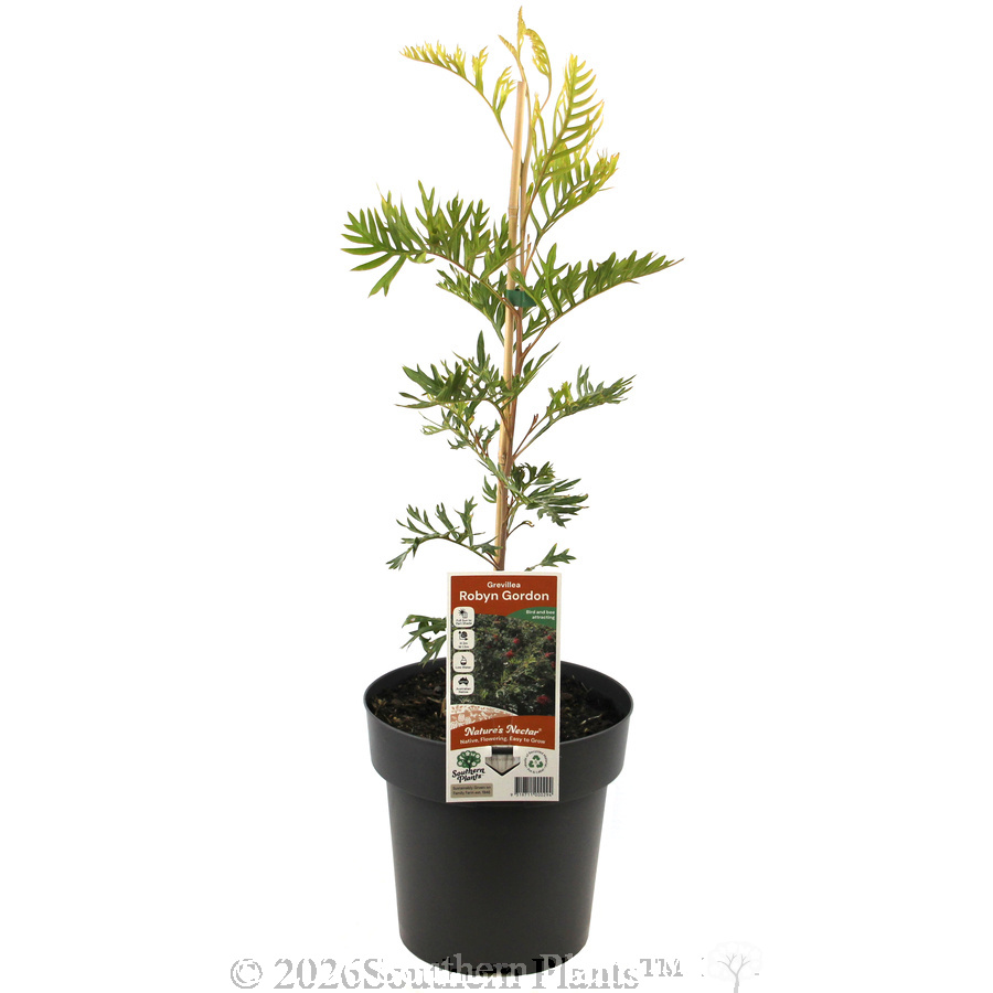 Grevillea Robyn Gordon