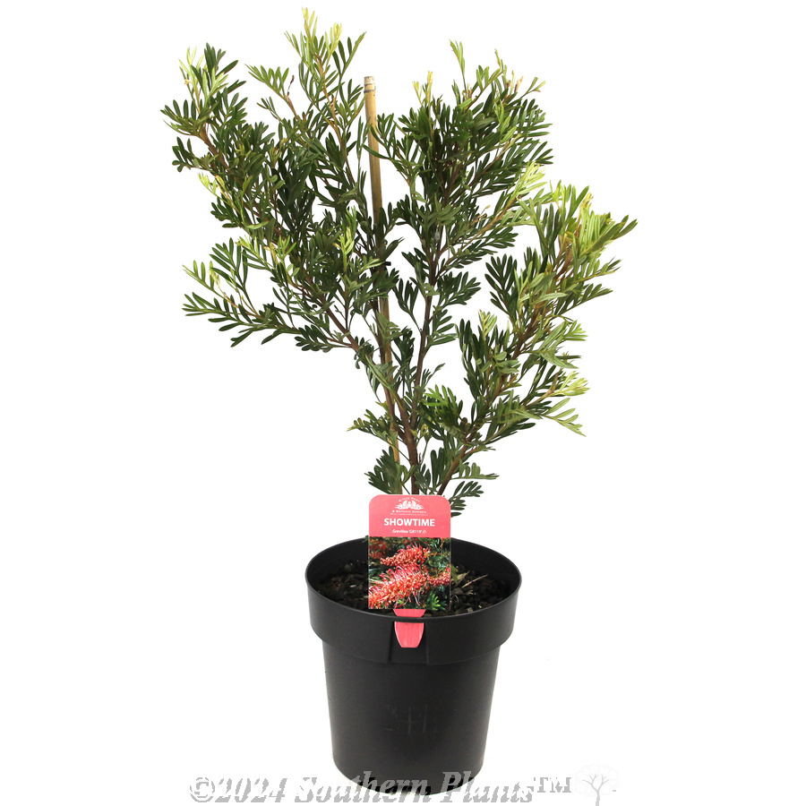 Grevillea Showtime